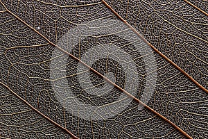 Macro of Dry Leaf photo