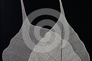 Macro of Dry Leaves