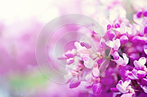 Macro of eastern redbud tree`s. Blooming Judas tree. Cercis siliquastrum, canadensis. Pink flowers banch. Summer and