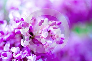 Macro of eastern redbud tree`s. Blooming Judas tree. Cercis siliquastrum, canadensis. Pink flowers banch. Summer and