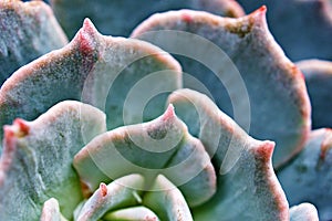 Macro Echeveria peacockii top view cactus succulent plant ,echeveria desmetiana ,peacock ,Variegata caring for the Mexican Bluete photo