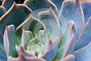 Macro Echeveria peacockii top view cactus succulent plant ,echeveria desmetiana ,peacock ,Variegata caring for the Mexican Bluete photo