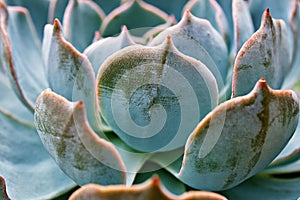 Macro Echeveria peacockii top view cactus succulent plant ,echeveria desmetiana ,peacock ,Variegata caring for the Mexican Bluete photo