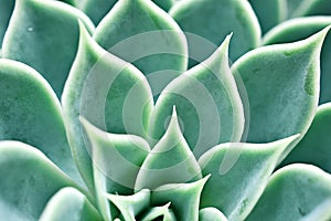 Macro Echeveria peacockii top view cactus succulent plant ,echeveria desmetiana ,peacock ,Variegata caring for the Mexican Bluete