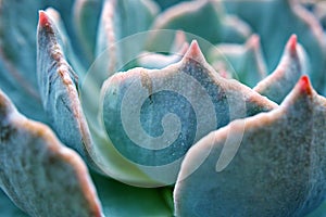 Macro Echeveria peacockii top view cactus succulent plant ,echeveria desmetiana ,peacock ,Variegata caring for the Mexican Bluete photo