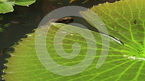 Macro ECU Lily pad in a pond in Asia with minnows nibbling beneath the surface