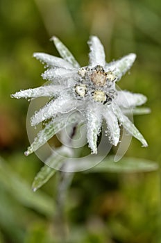 Macro edelweiss Alpine flower