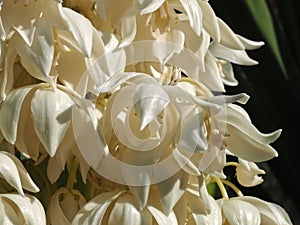 Macro of the edible blossoms of a Yucca palm plant