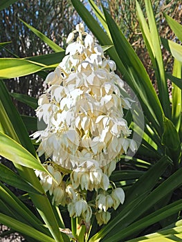 Macro of the edible blossoms of a Yucca palm plant