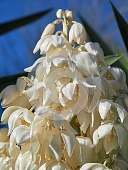 Macro of the edible blossoms of a Yucca palm plant