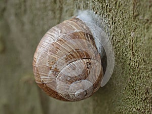 Macro of an edible snail