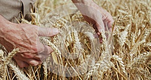 Macro elderly farmer's hands caresses ripe wheat spikes in field