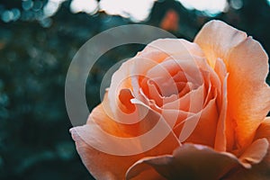 Macro of an elegant open apricot rose