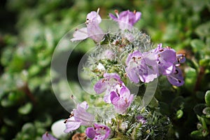 Macro of elfin minature creeping thyme with flowers photo