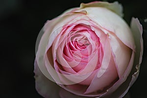 Macro English Climbing Pink Rose Constance Spry