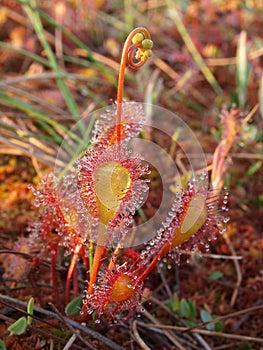 Macro of English sundew