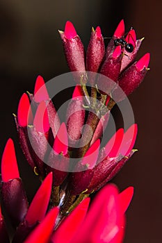 Macro Erythrina variegata (Parichat flowers) And black ant
