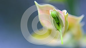 Macro of Euphorbia bracteata or Little Bird Flower