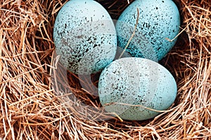 Macro of European Robin Eggs in a Real Nest