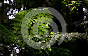 Closeup of fern in Costa Rica rain forest photo