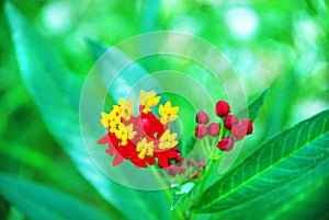 Macro extreme closeup Australian colorful red yellow wild flower orchid