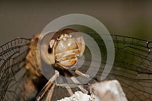 Macro extreme dragonfly. Eyes. Head.