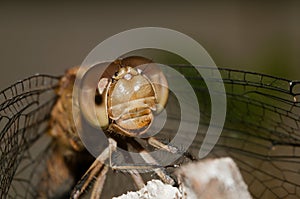 Macro extreme dragonfly. Eyes. Head. photo