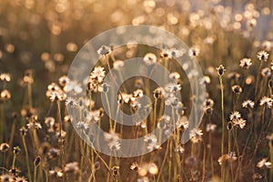 Macro with extremely shallow DOF of Grass flower in pastel