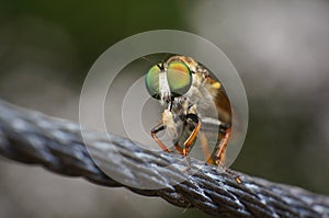 Macro Eyes of Flys