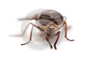 Macro Eyes of a Horse Fly