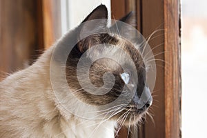 Macro of face of beautiful siamese cat with blue eyes looking attentively outside rustic wooden window.