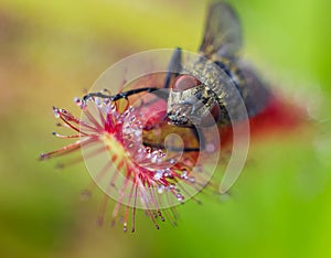 Macro face of fly catched by Sundew (drosera)