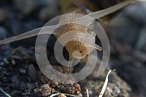 Macro Facial Portrait of a Snail