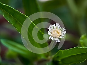 Macro false daisy, yerba de tago, Karisalankanni, and bhringraj, is a species of plant in the sunflower family