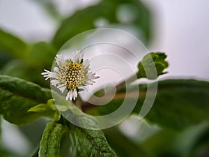 Macro false daisy, yerba de tago, Karisalankanni, and bhringraj, is a species of plant in the sunflower family