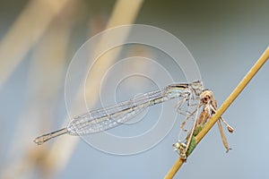 Macro of a Familiar Bluet Damselfly Enallagma civile Holding onto a Dried Stalk