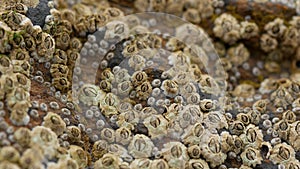 Macro of family of barnacles