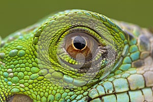 A macro of a fantastic green iguana eye.