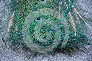 Macro of feathers of the common peacock or Pavo cristatus