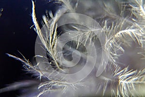 Macro feathers down on a dark background