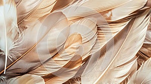 Macro feathers pattern