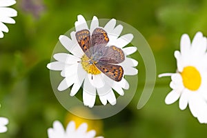 Macro of a female sooty copper lycaena tityrus butterfly on a daisy