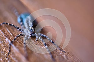 macro female wolf spider. close up. color