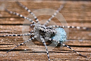 macro female wolf spider. close up. color