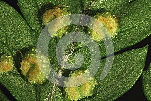 Macro of fern sori showing young green sporangia and indusia.