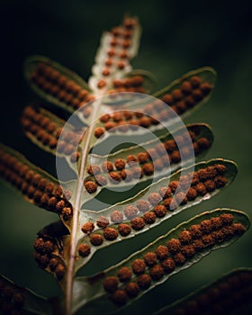 Macro Fern Sori Spore Bearing Structures with Green Background