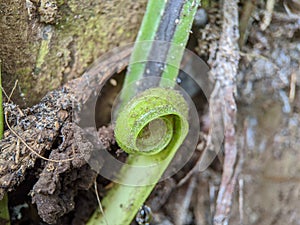 Macro of fiddlehead fern plant texture