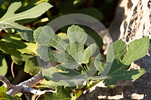 Macro fig leaves. Ficus carica tree photo