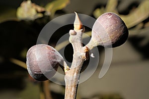 Macro Fig Plant Fruit