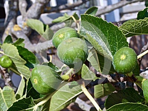 Macro of figs on a fig tree